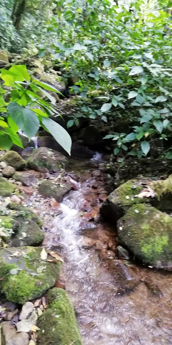 Una quebrada pequeña entre piedras con musgo dentro del bosque.