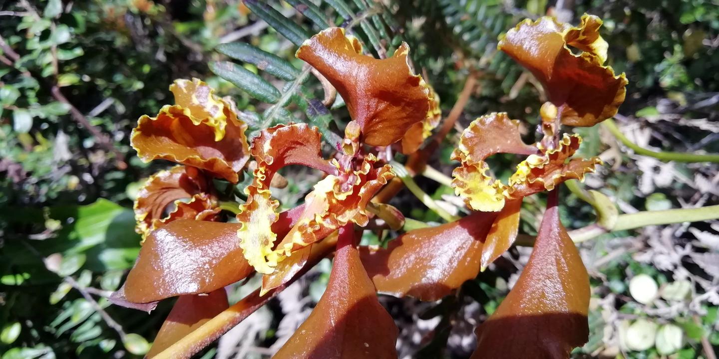 Orquídeas de pétalos marrones y amarillos.