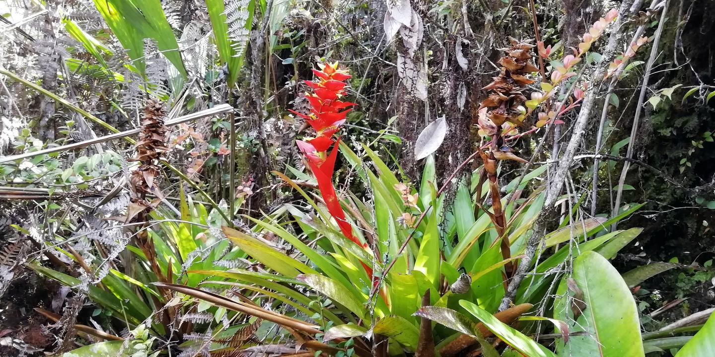 Una bromelia con flor roja entre la vegetación.