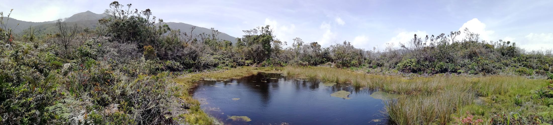 Panorámica de una laguna oscura rodeada de pajonal y arbustos.