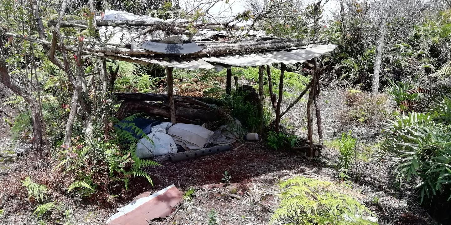 Un rancho de palos con techo de láminas entre helechos.