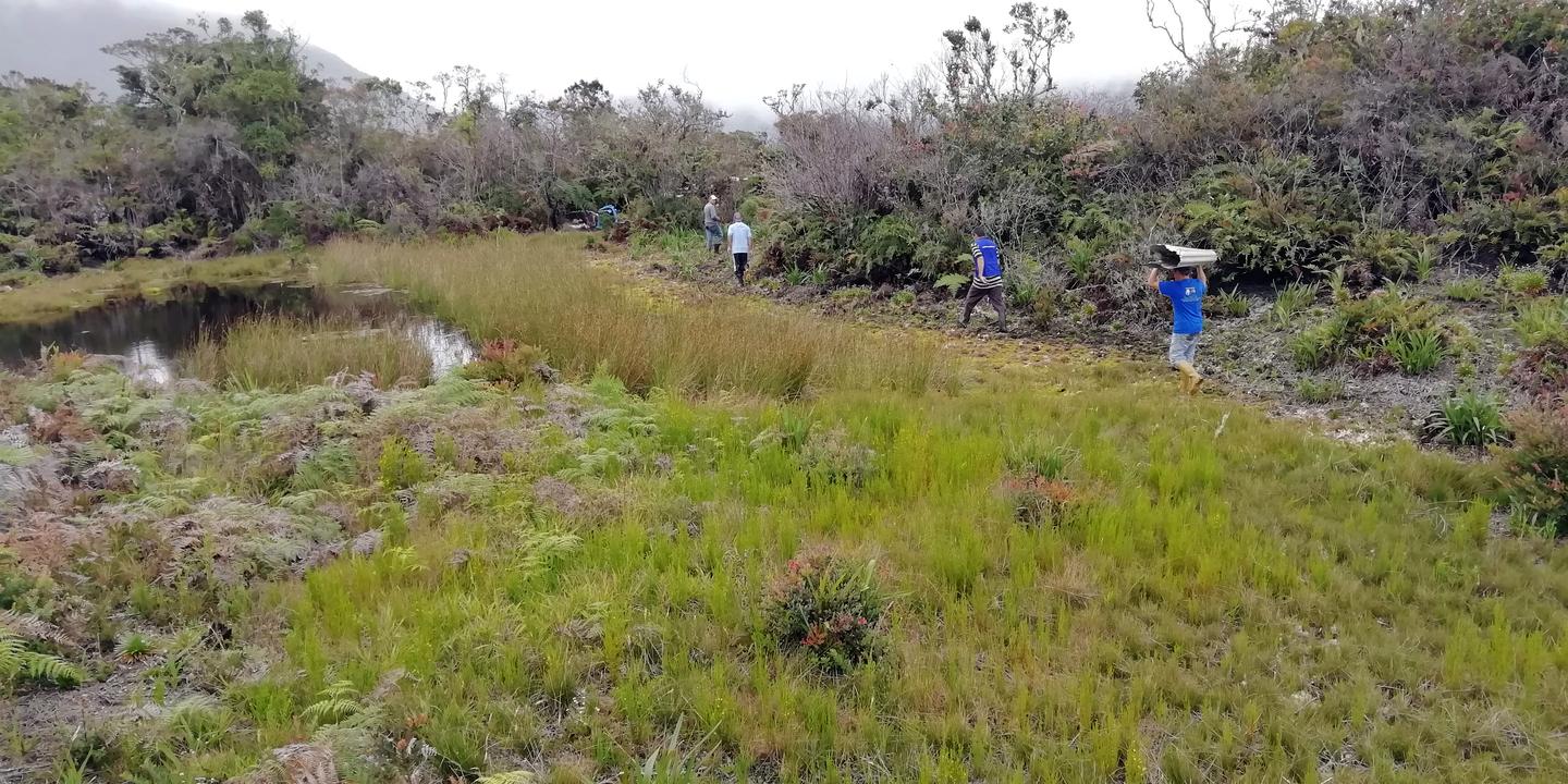 Dos expedicionarios cruzan un pajonal húmedo junto a una laguna.