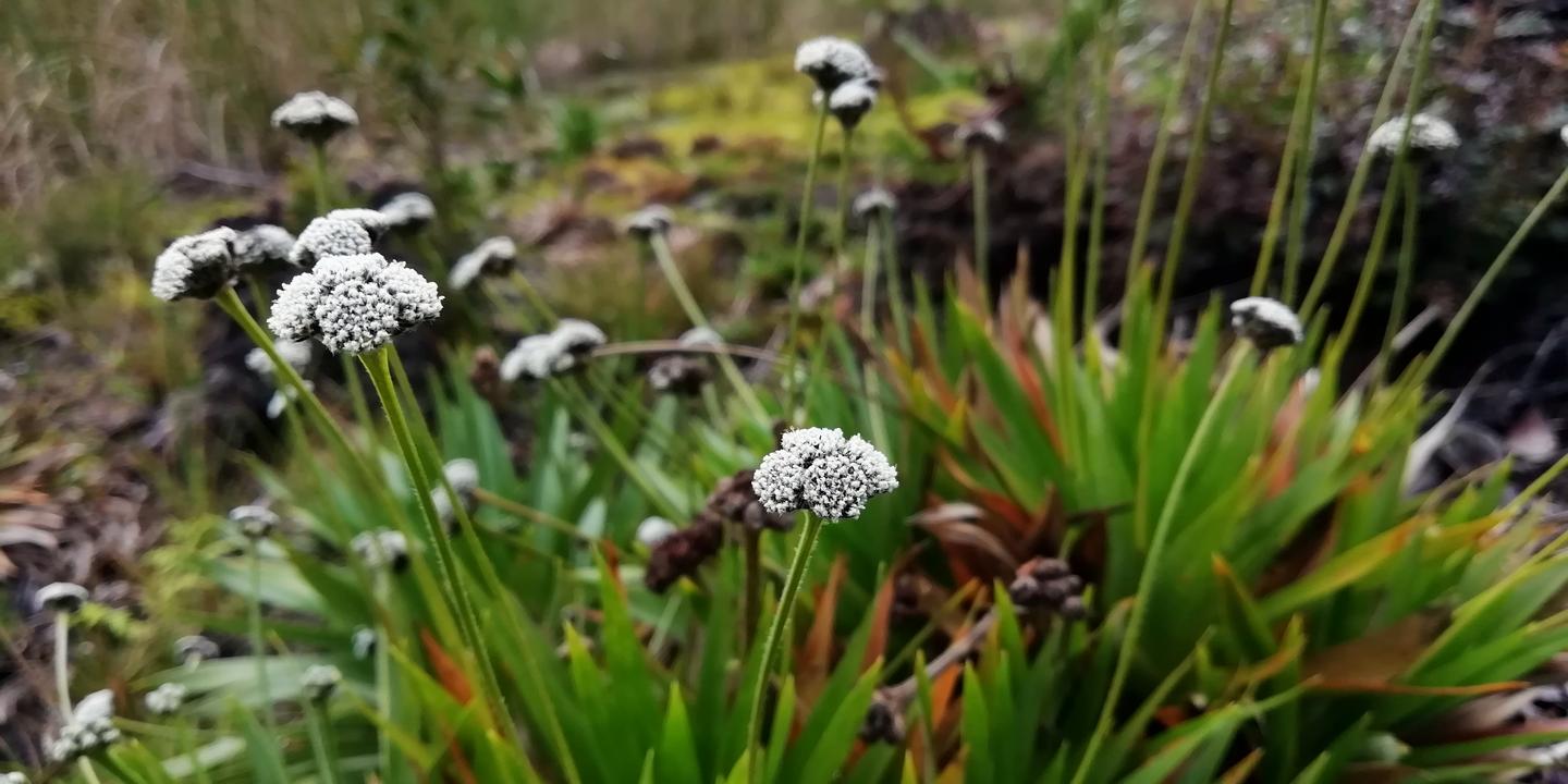Flores blancas del páramo entre hojas verdes y rojizas.