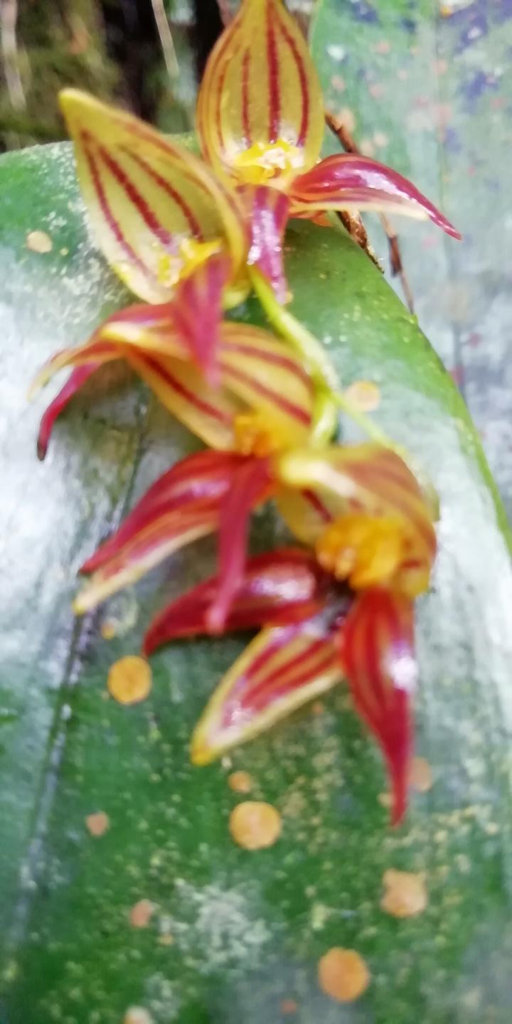Una orquídea pequeña de pétalos rojos y amarillos.