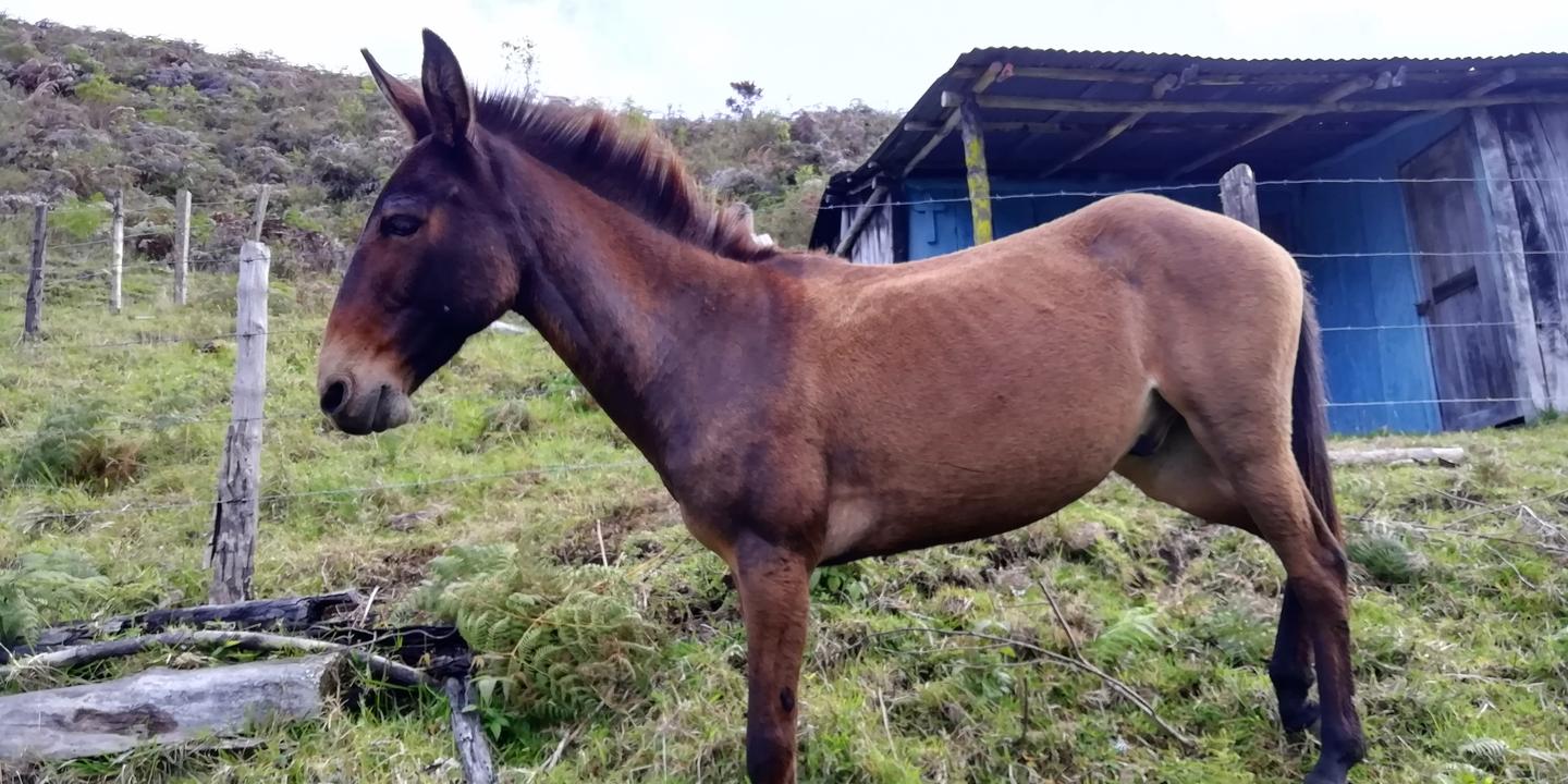 Una mula marrón en un potrero, junto a un rancho azul.