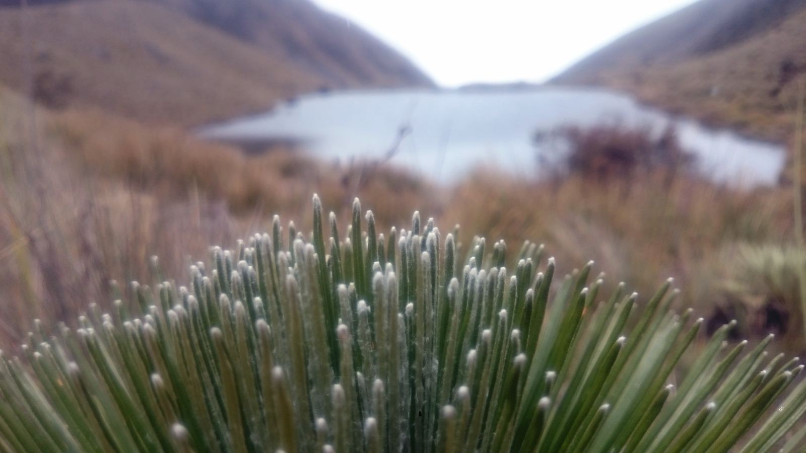Vegetación de páramo frente a la laguna, en la tarde despejada.