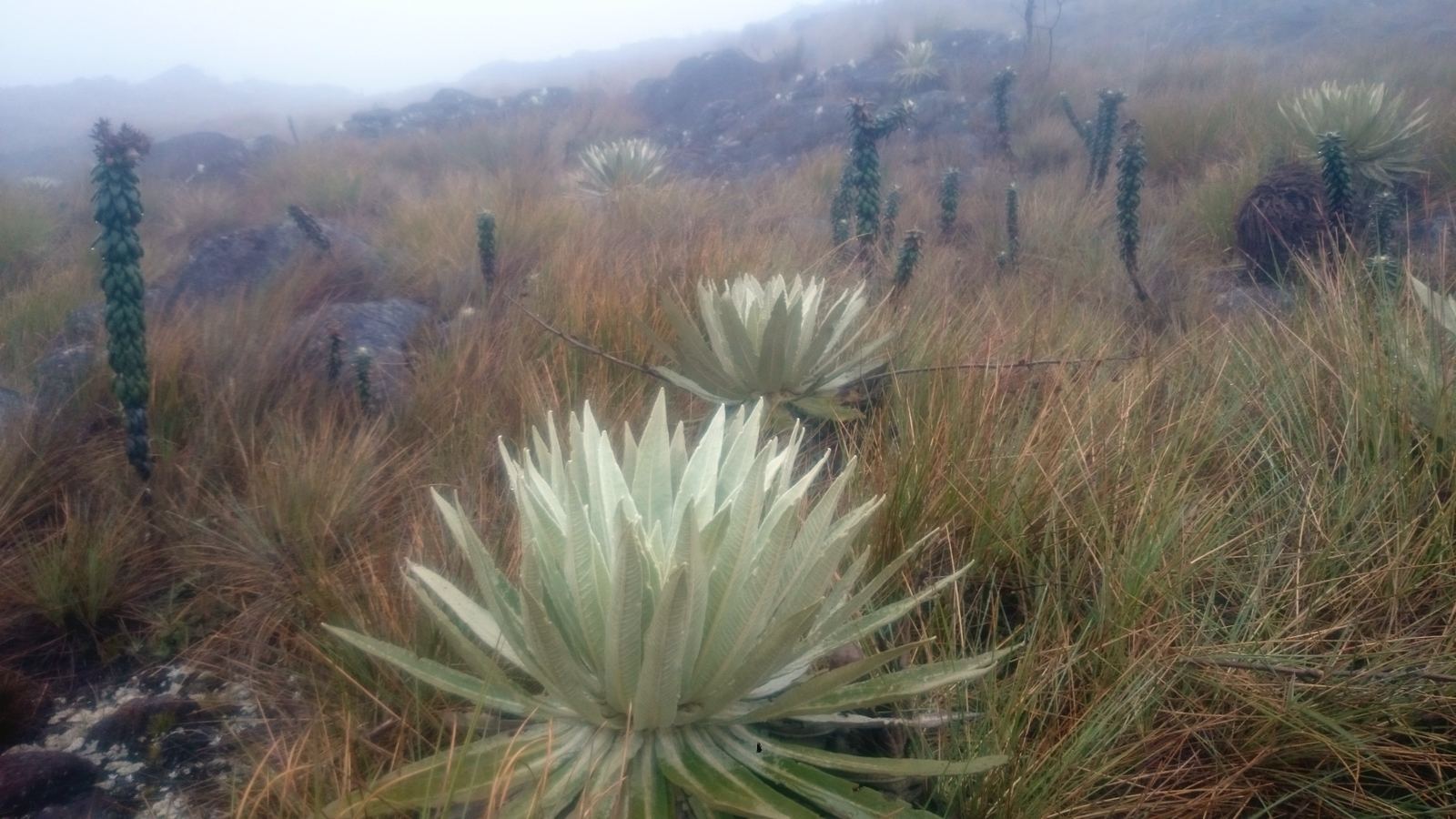 Frailejones en flor alrededor de Piedra Grande.