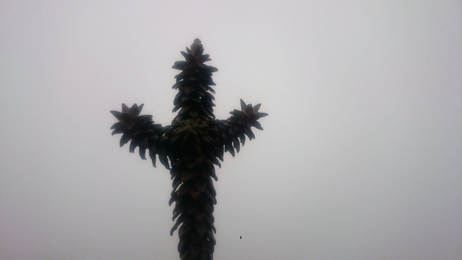 Un frailejón en forma de cruz, en plena neblina.
