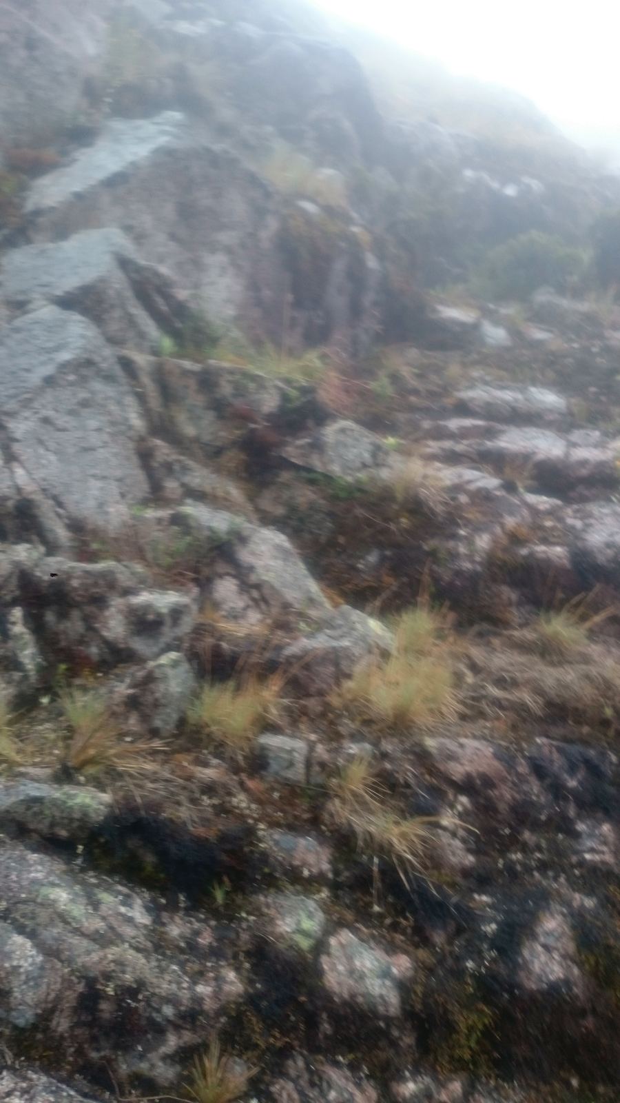 Peñascos de la bajada, entre la neblina.